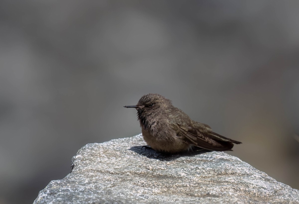Olivaceous Thornbill - ML625273950