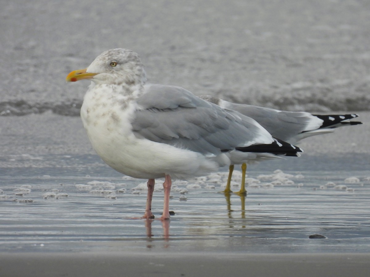 Herring Gull- - ML625274110