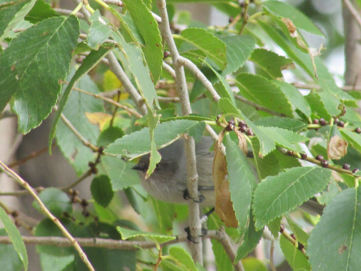 Bushtit - ML625274170