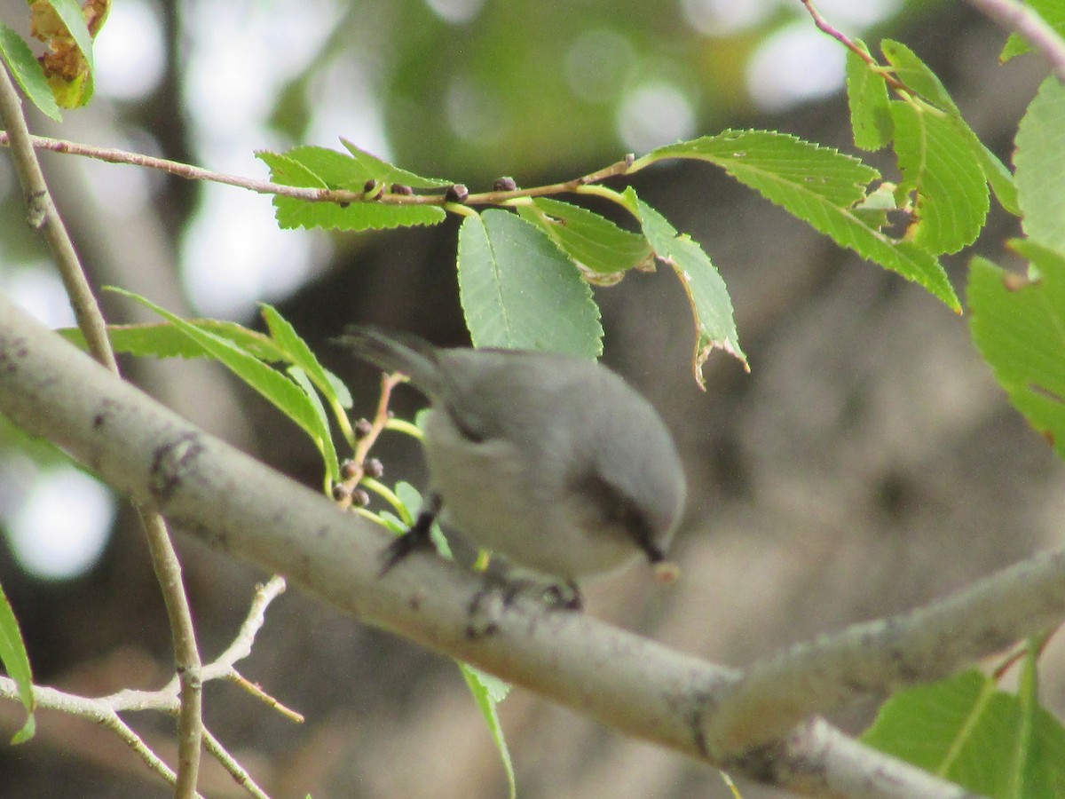 Bushtit - ML625274176