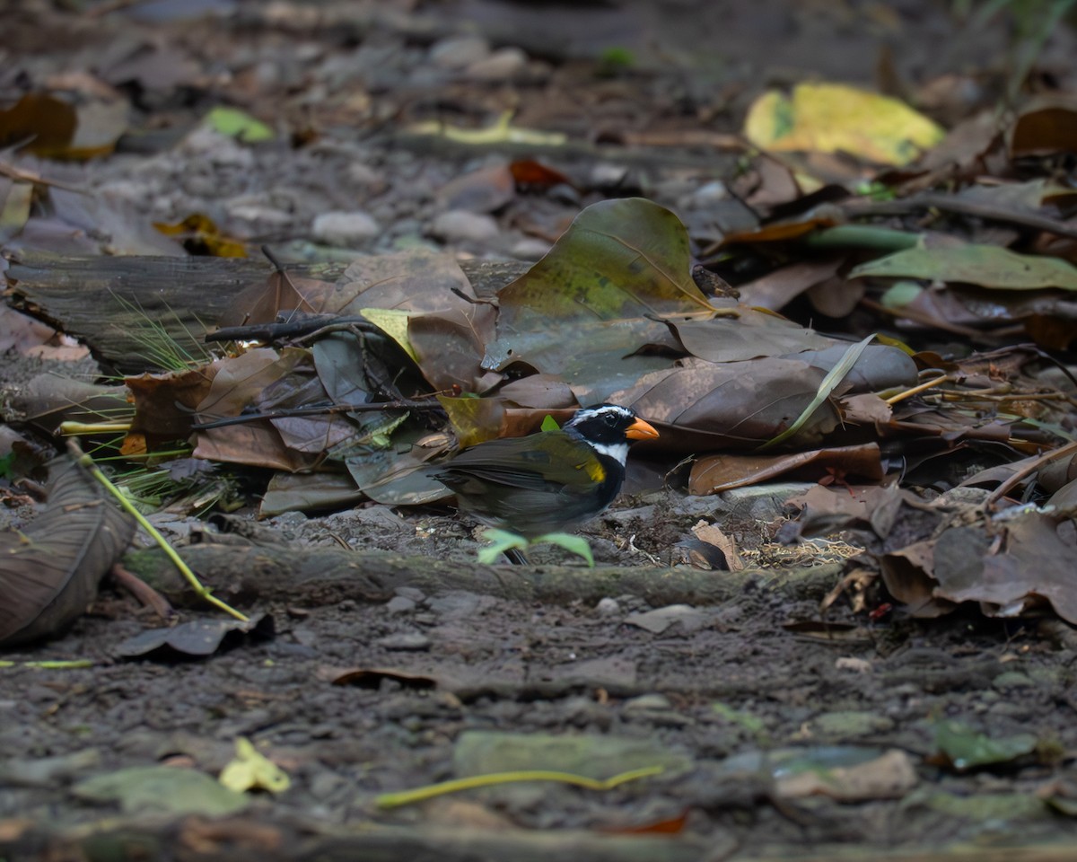 Orange-billed Sparrow - ML625274237