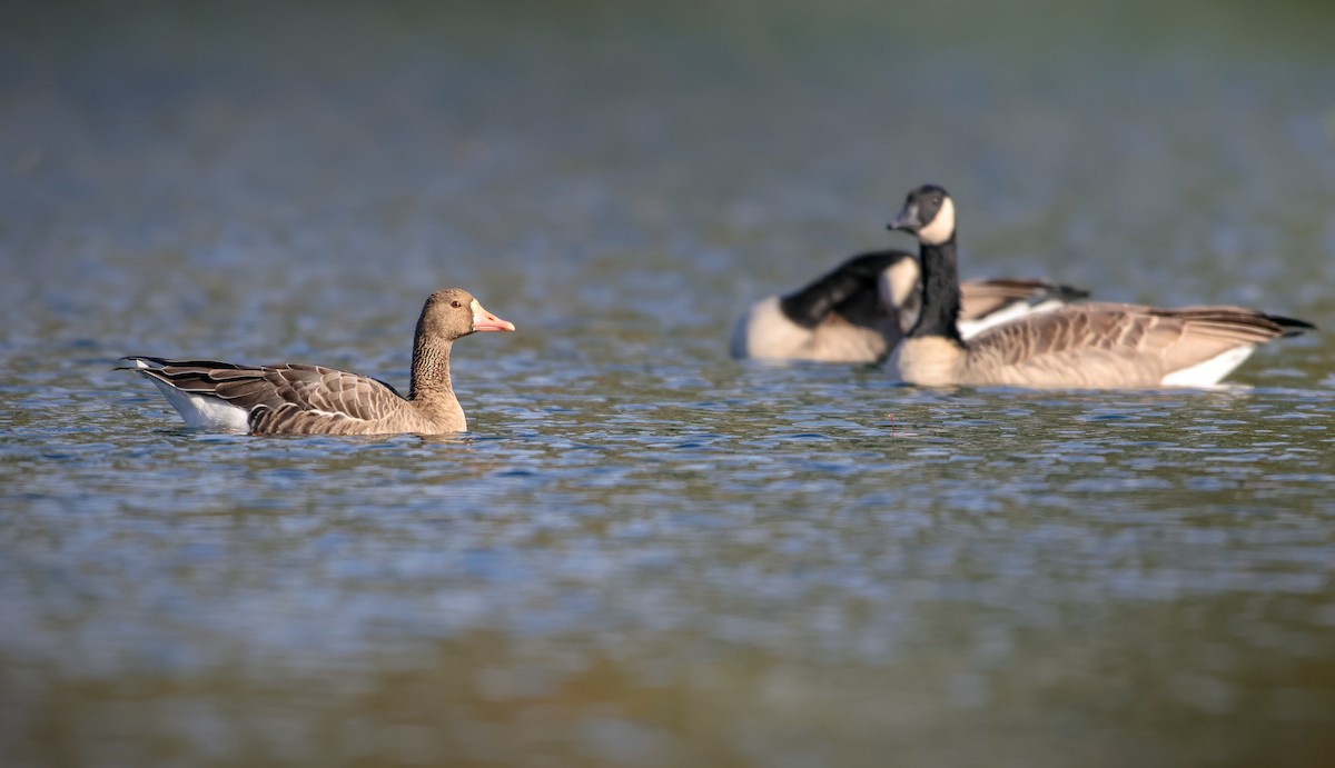 Greater White-fronted Goose (Western) - Andrew Thomas 🦅🪶