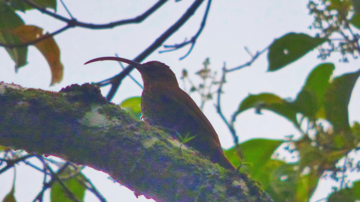 Brown-billed Scythebill - ML625274371