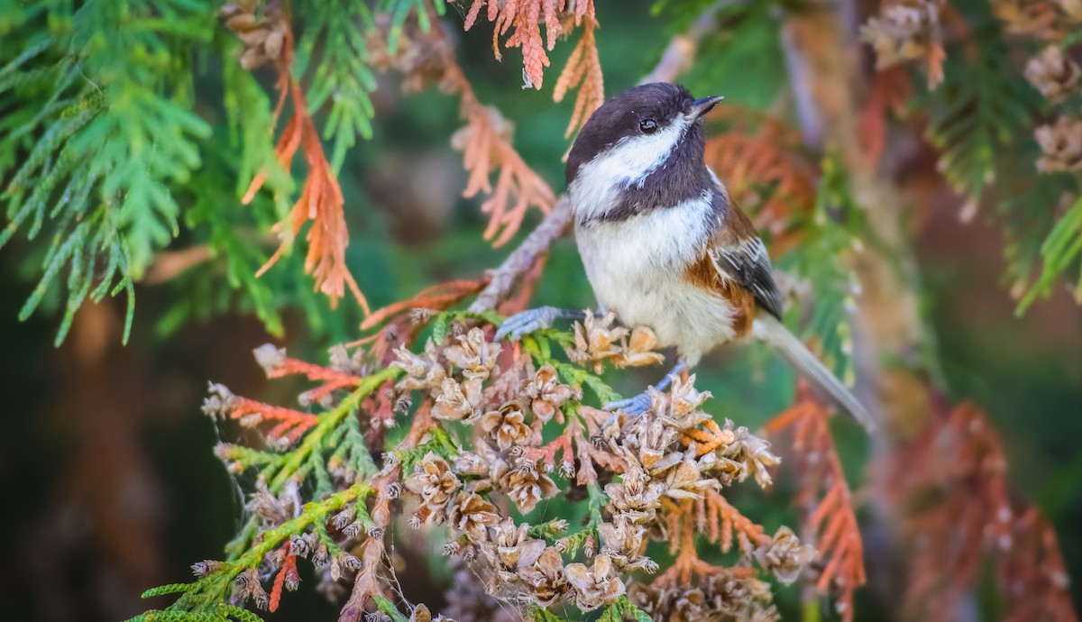 Chestnut-backed Chickadee - Andrew Thomas 🦅🪶