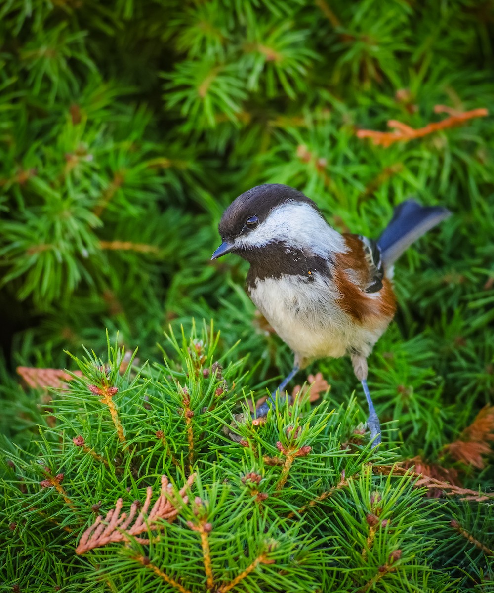 Chestnut-backed Chickadee - Andrew Thomas 🦅🪶