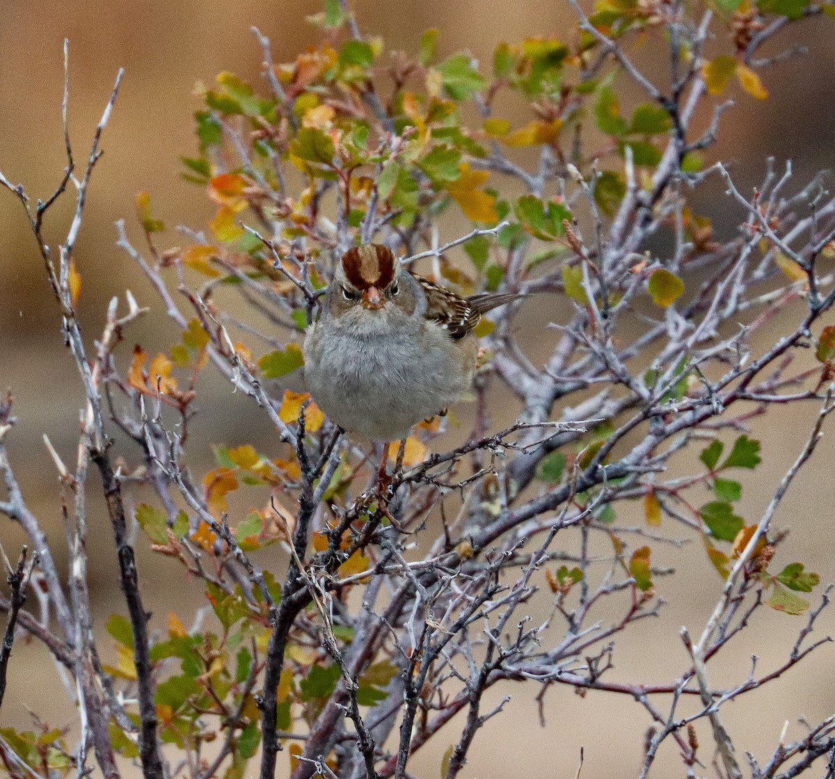 White-crowned Sparrow - ML625274430