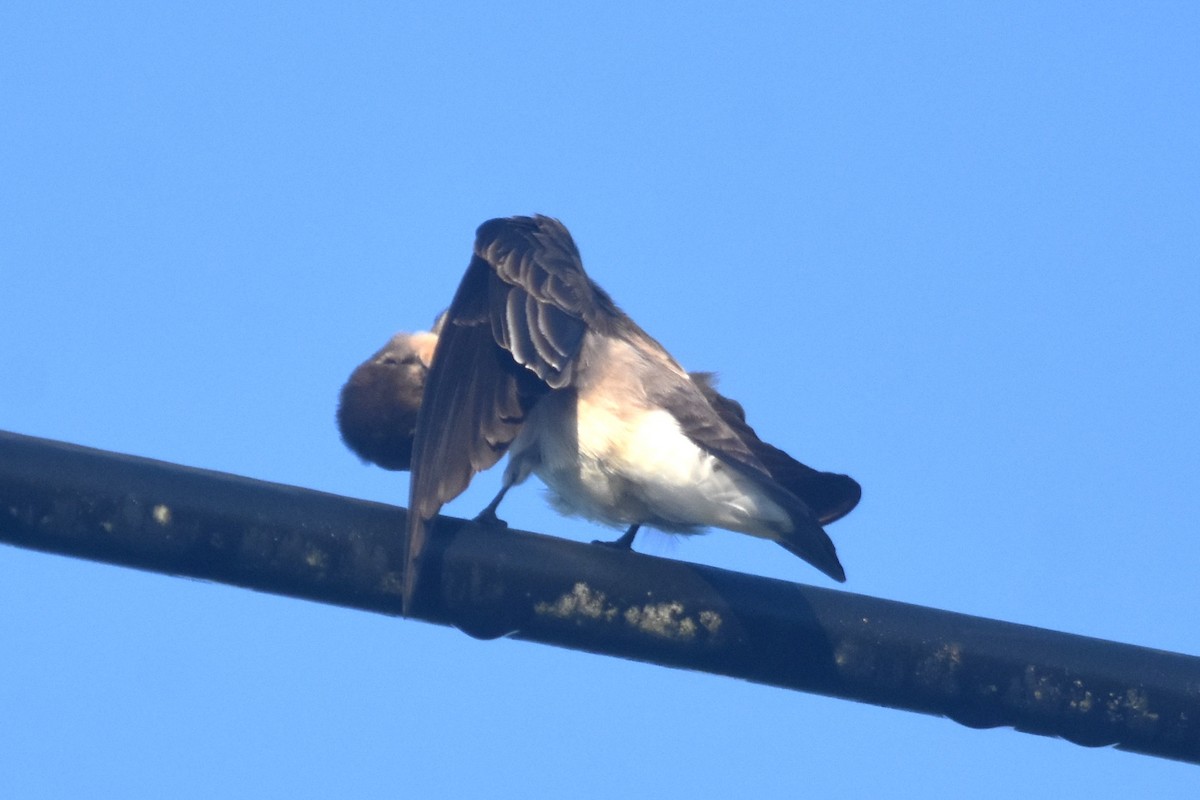 Gray-breasted Martin - ML625274448