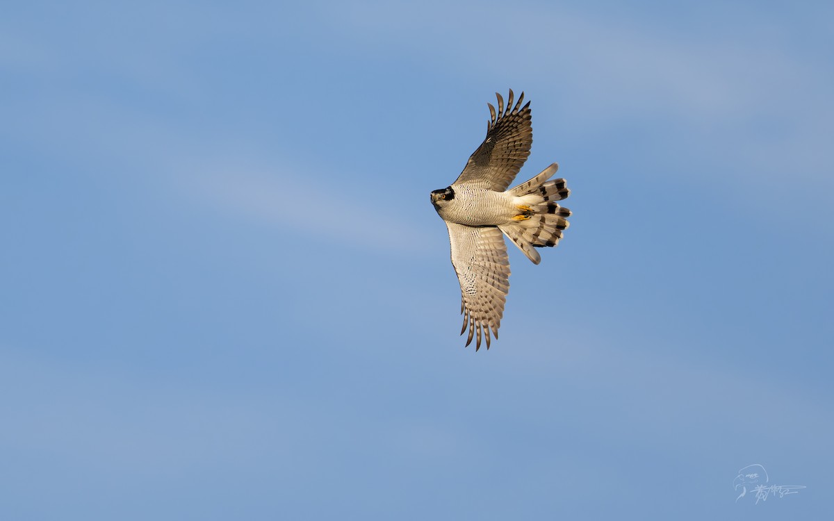 Eurasian Goshawk - ML625274504