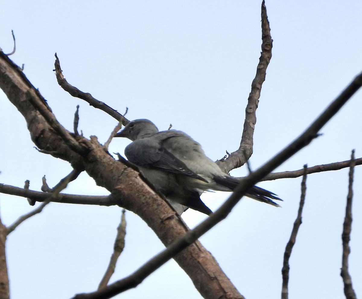 Black-winged Cuckooshrike - ML625274512