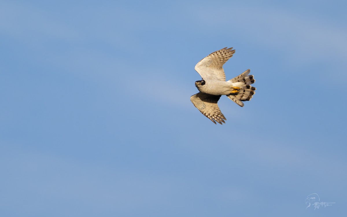 Eurasian Goshawk - Feihong Huang