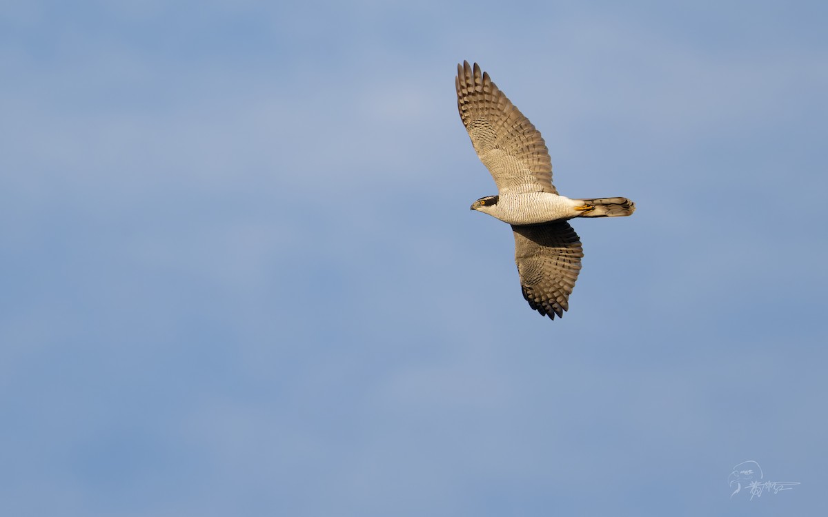 Eurasian Goshawk - Feihong Huang