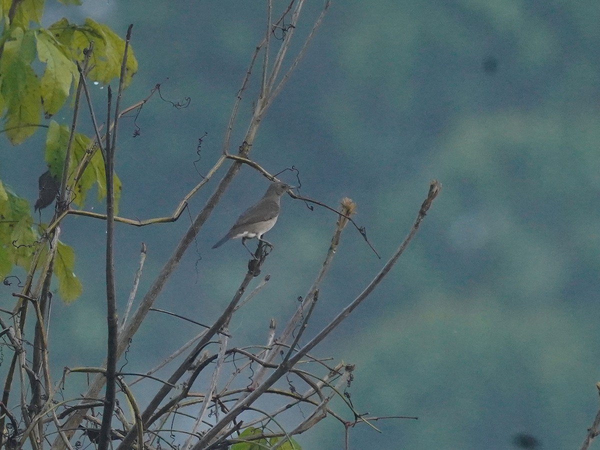 Black-billed Thrush - ML625274524