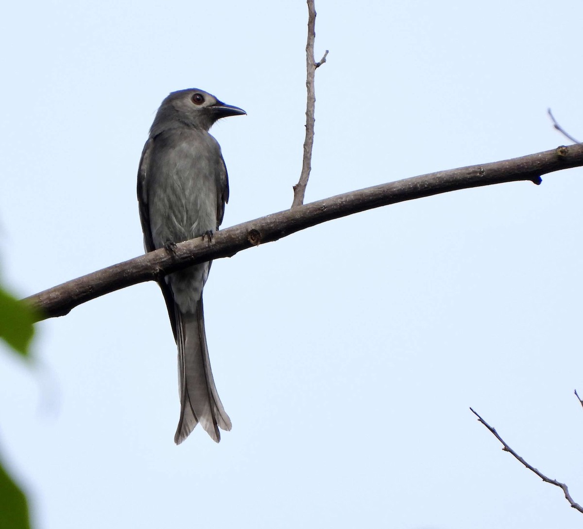 דרונגו עשנוני (לבן-פנים) - ML625274530