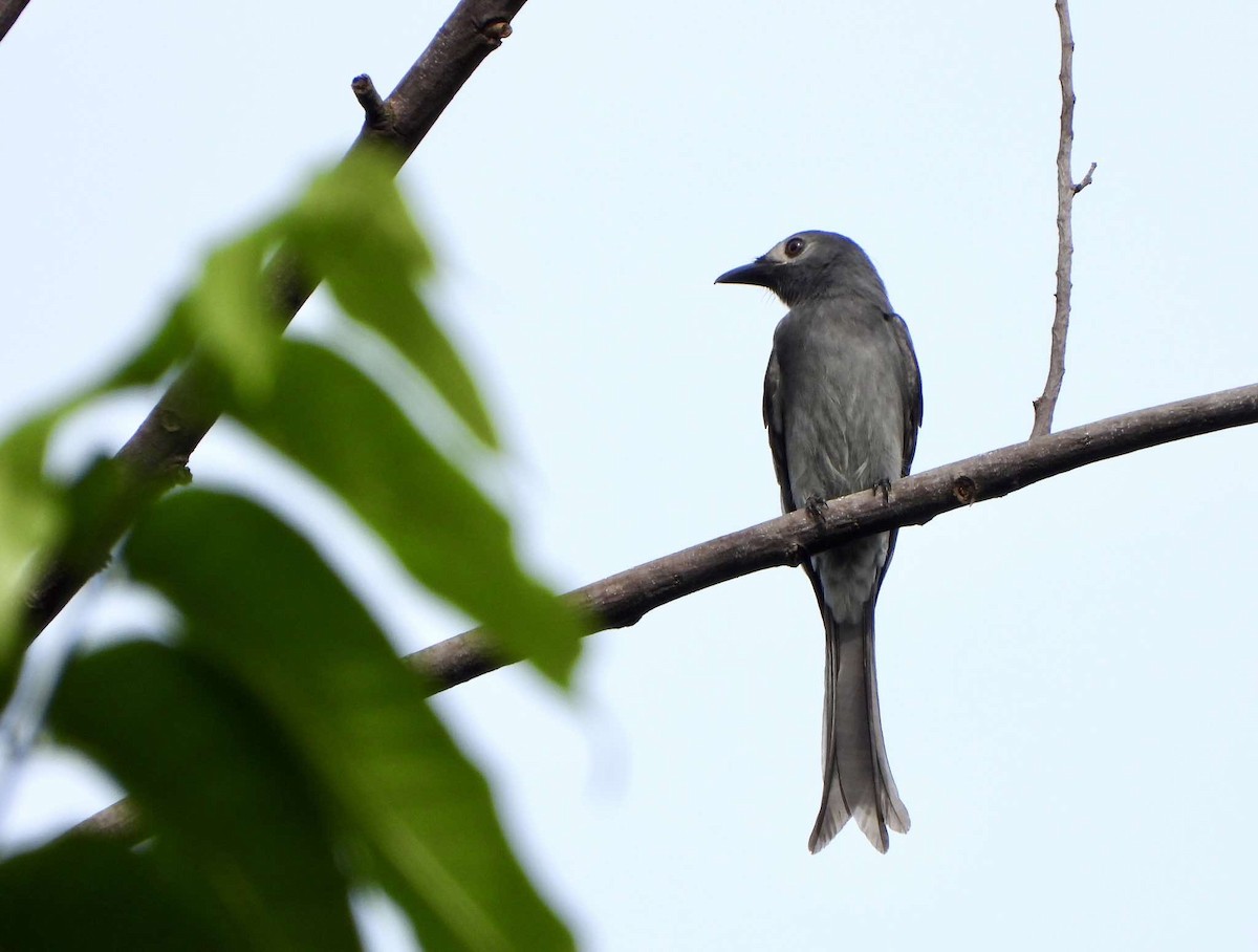דרונגו עשנוני (לבן-פנים) - ML625274531