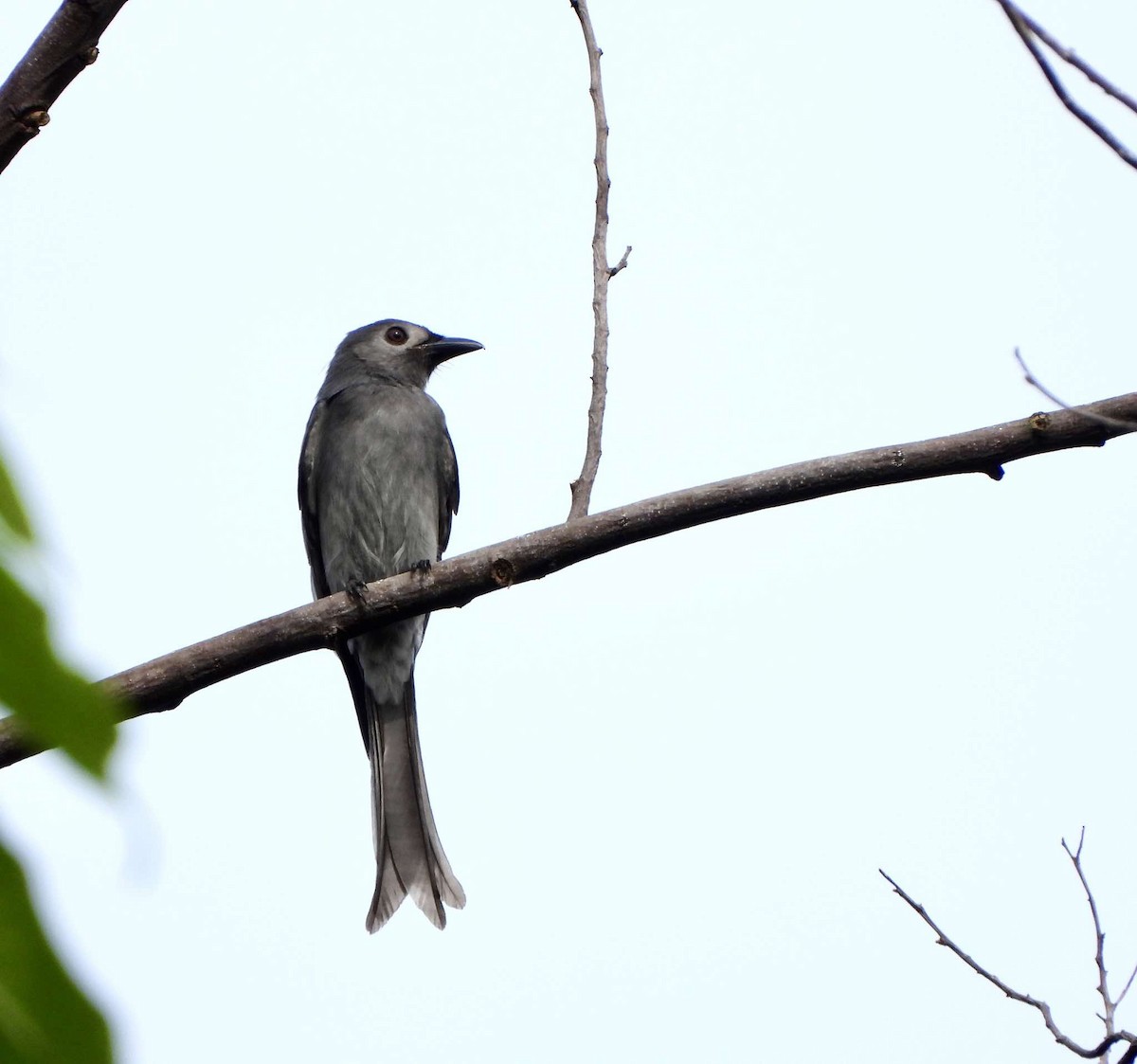 דרונגו עשנוני (לבן-פנים) - ML625274532
