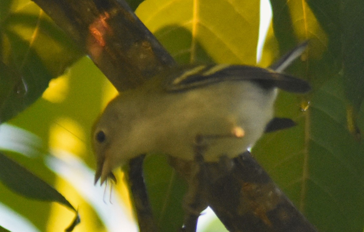 Chestnut-sided Warbler - ML625274541