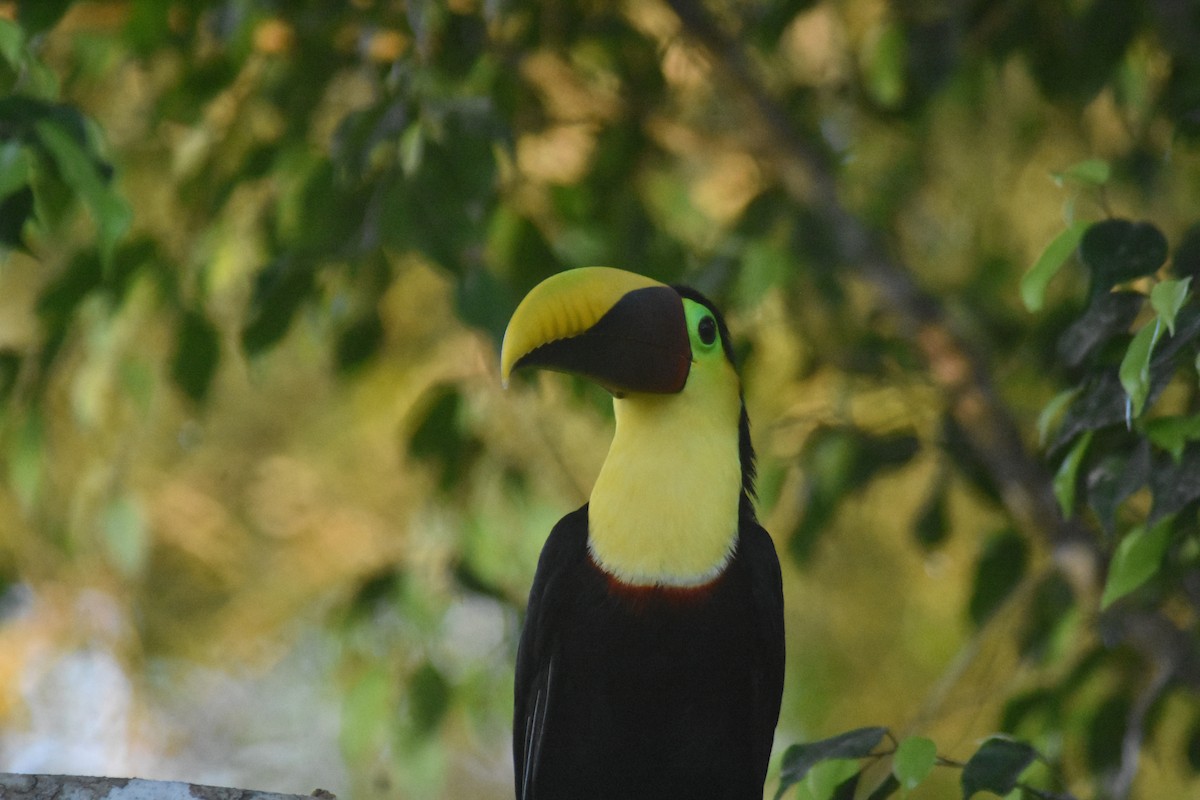 Yellow-throated Toucan - ML625274602