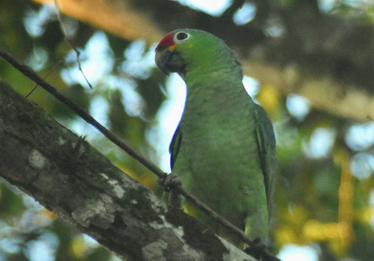 Red-lored Amazon - Rodolfo Dodero