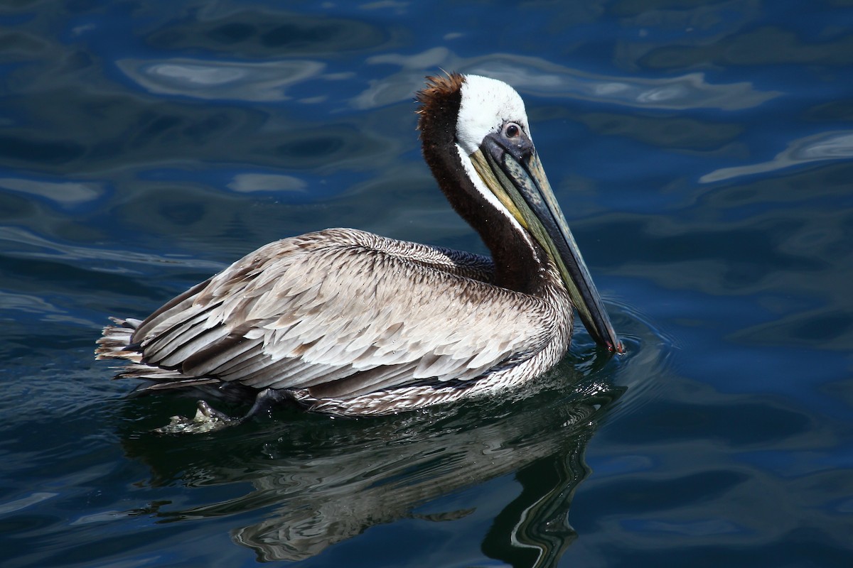 Brown Pelican (California) - ML625274650