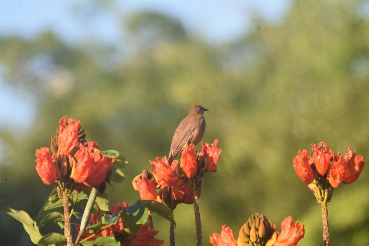 Clay-colored Thrush - ML625274653