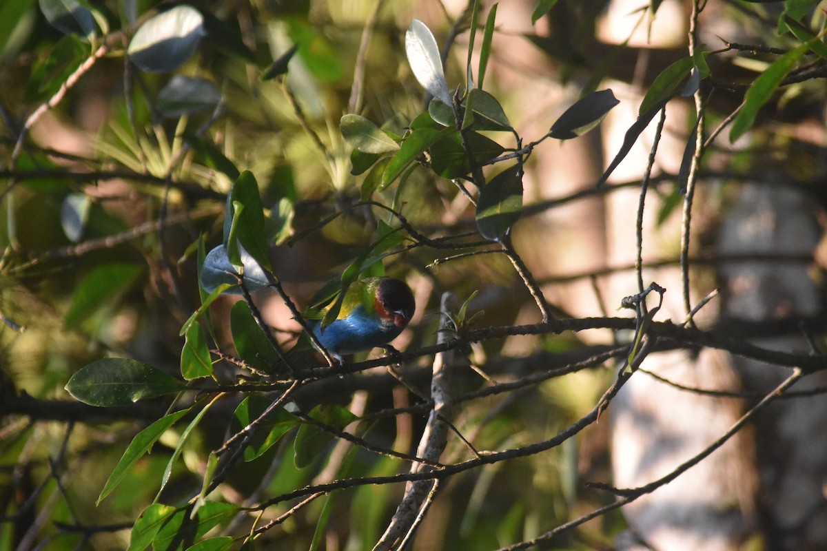 Bay-headed Tanager - ML625274669