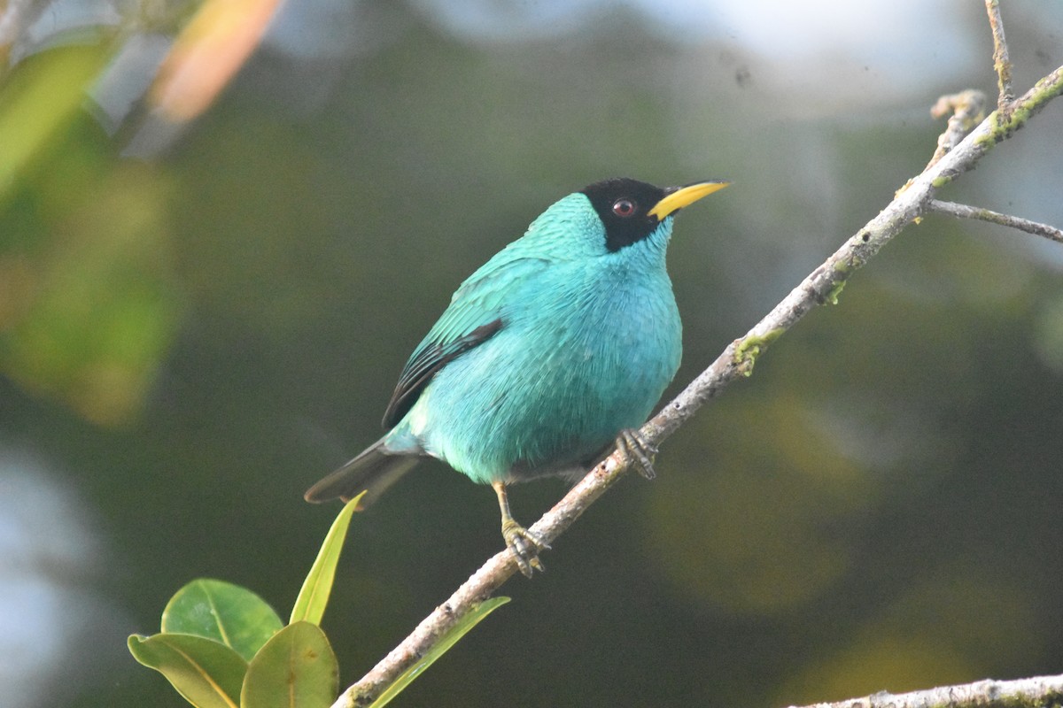 Green Honeycreeper - ML625274672