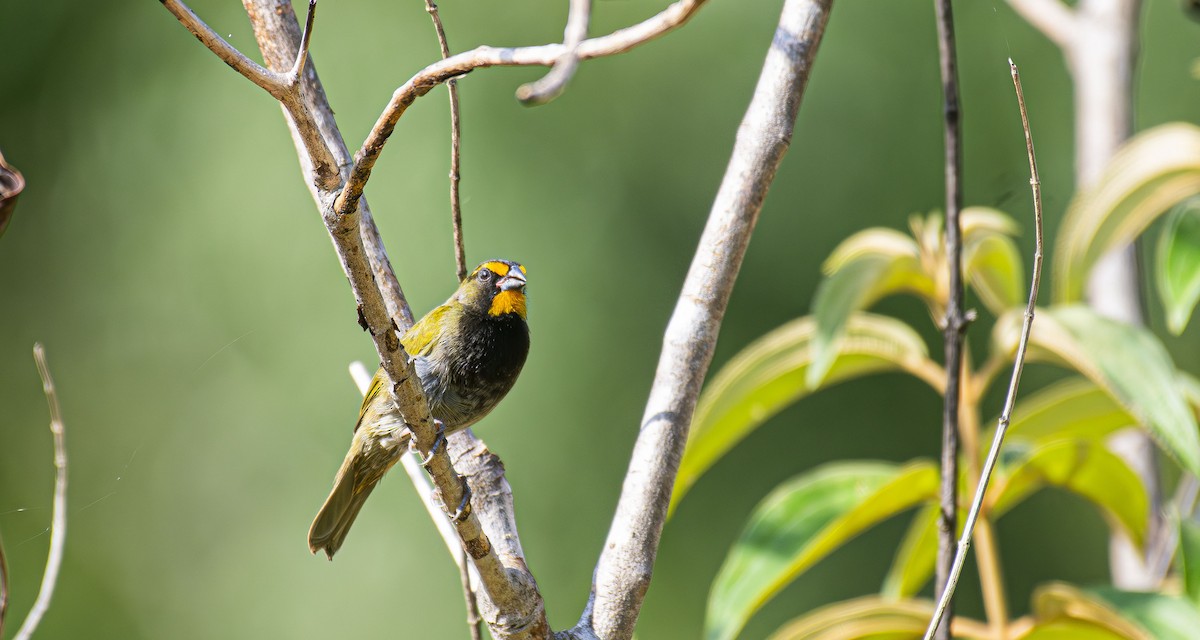 Yellow-faced Grassquit - ML625274770