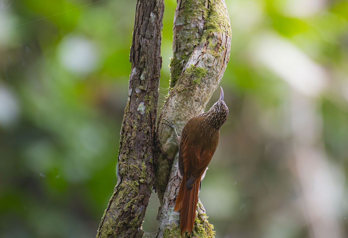 Streak-headed Woodcreeper - ML625274792