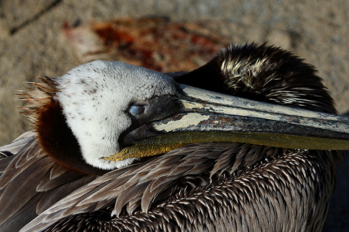 Brown Pelican (California) - ML625274798