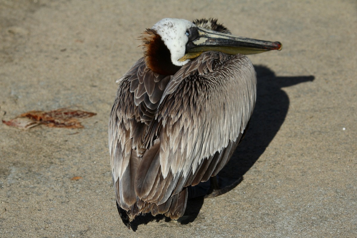 Brown Pelican (California) - ML625274799