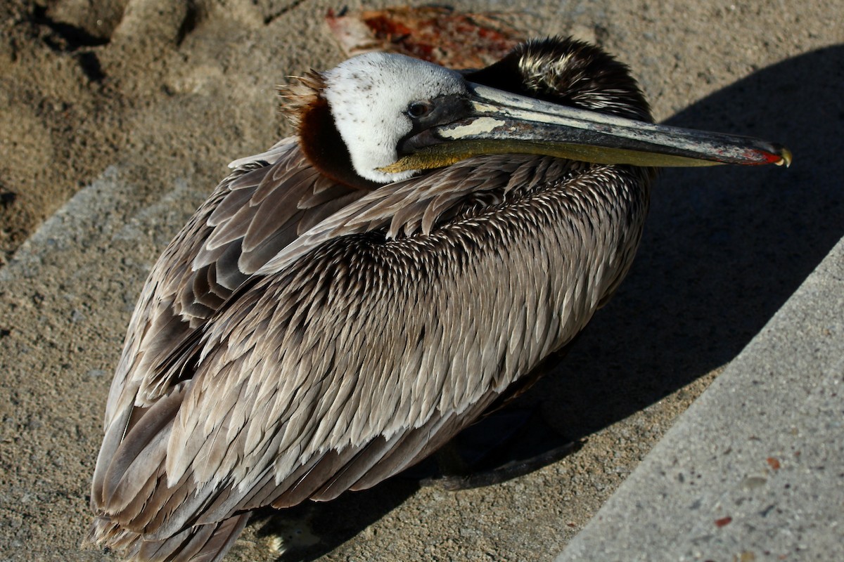 Brown Pelican (California) - ML625274800