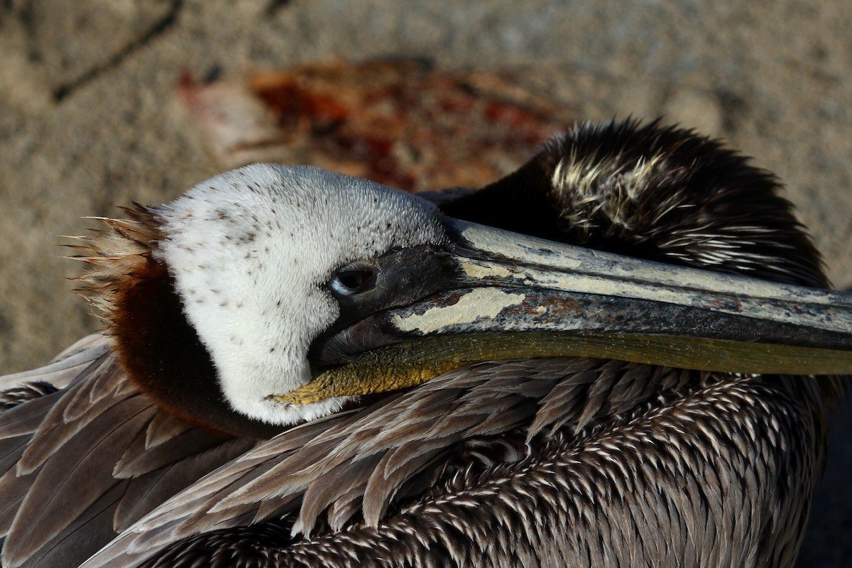 Brown Pelican (California) - ML625274801