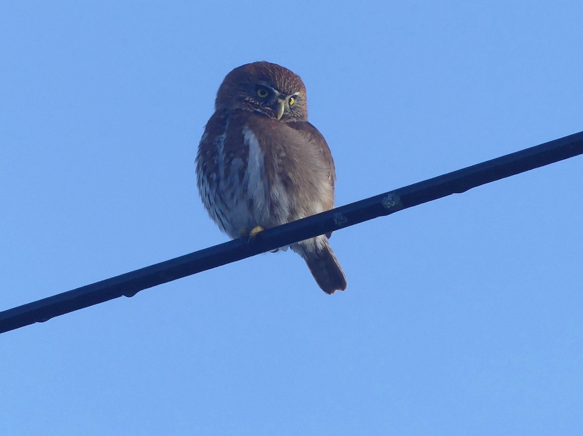 Austral Pygmy-Owl - ML625274829