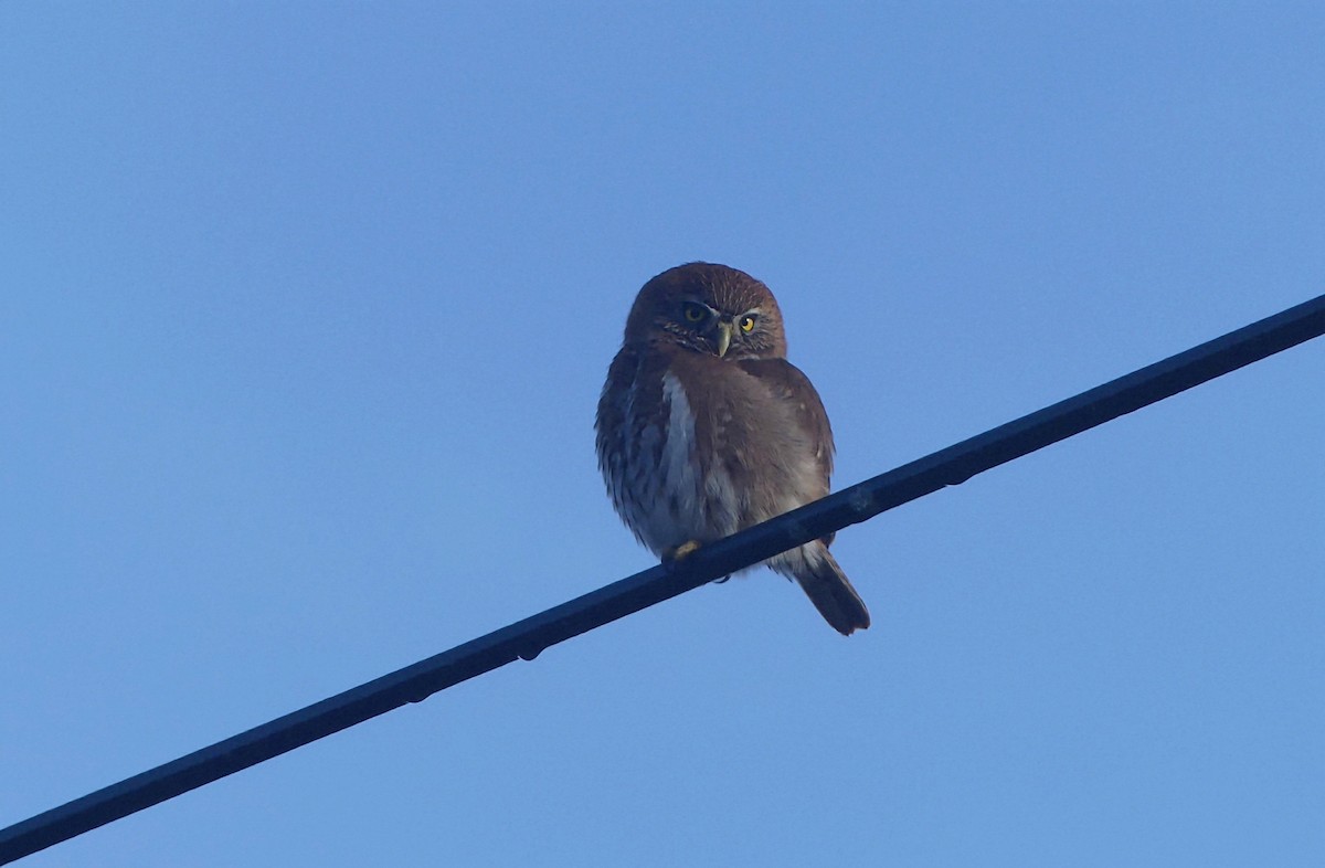 Austral Pygmy-Owl - ML625274830