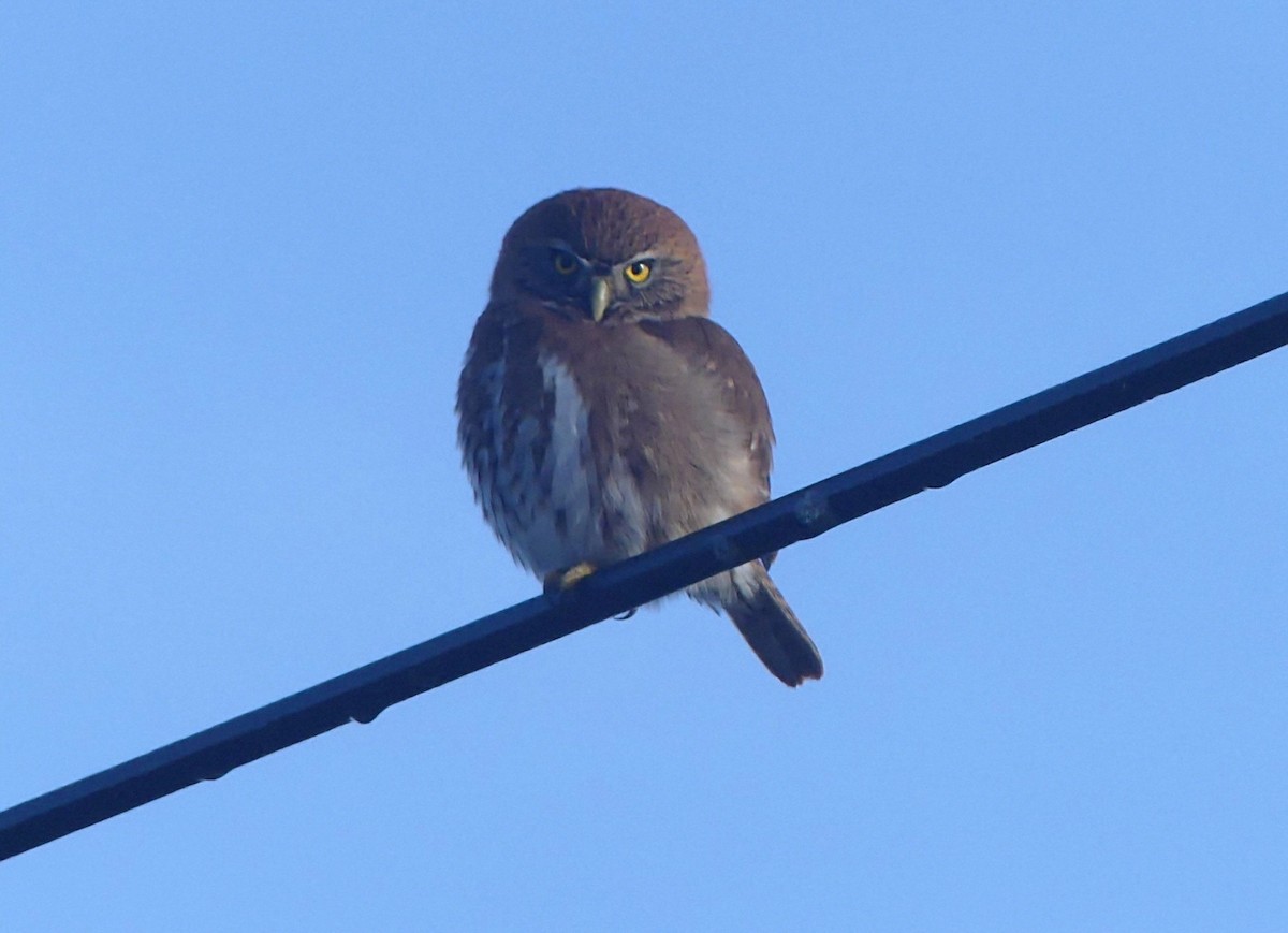 Austral Pygmy-Owl - ML625274831