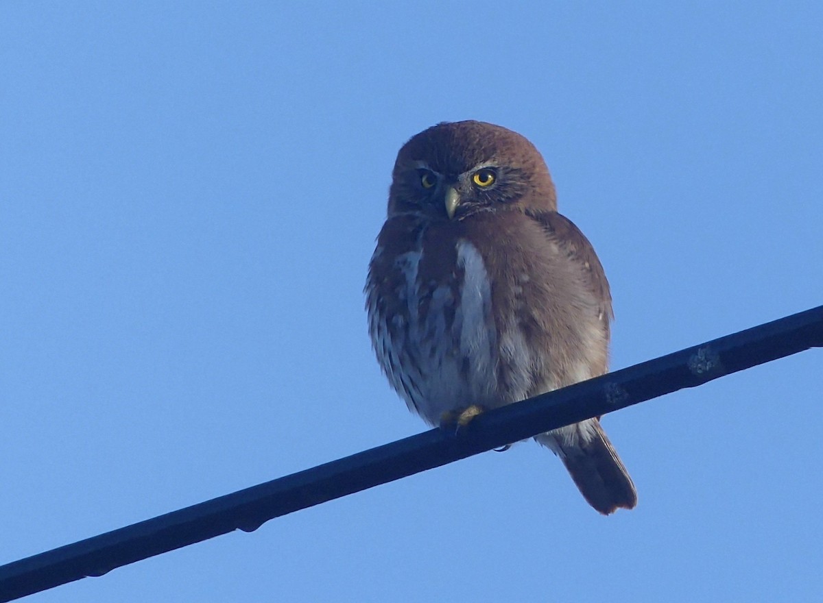 Austral Pygmy-Owl - ML625274832