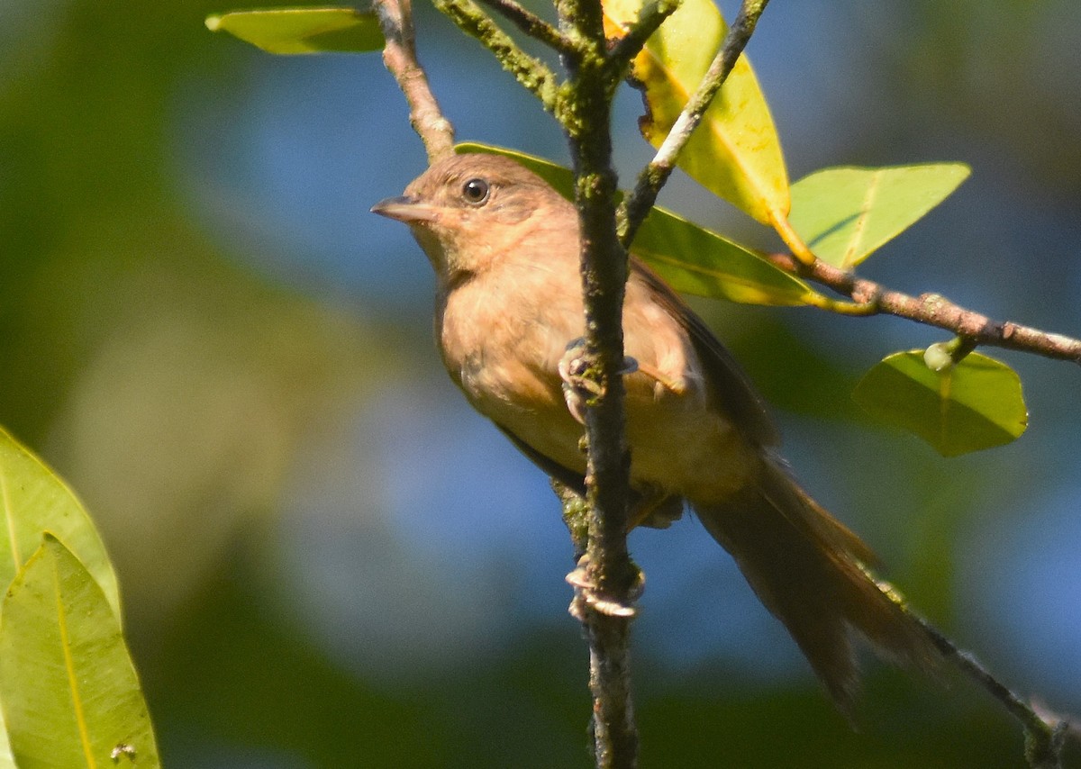 Slaty Spinetail - ML625274913