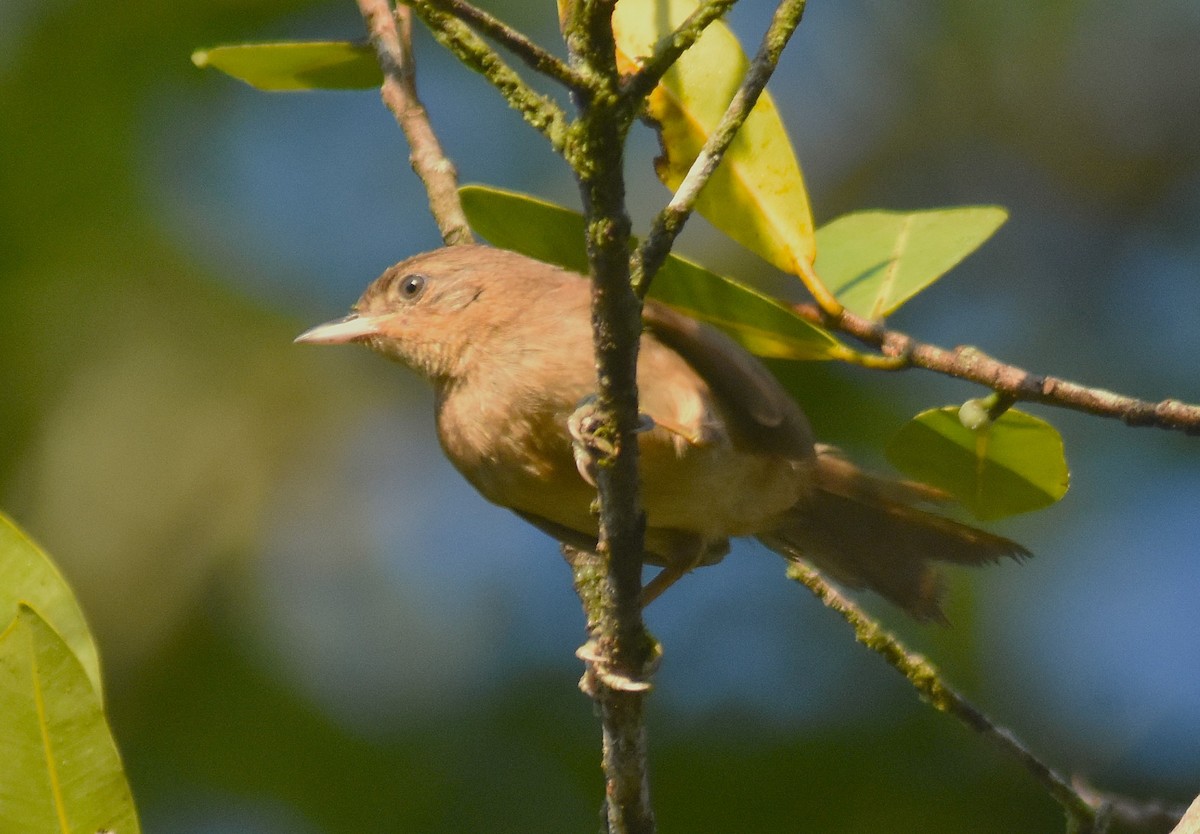 Slaty Spinetail - ML625274914