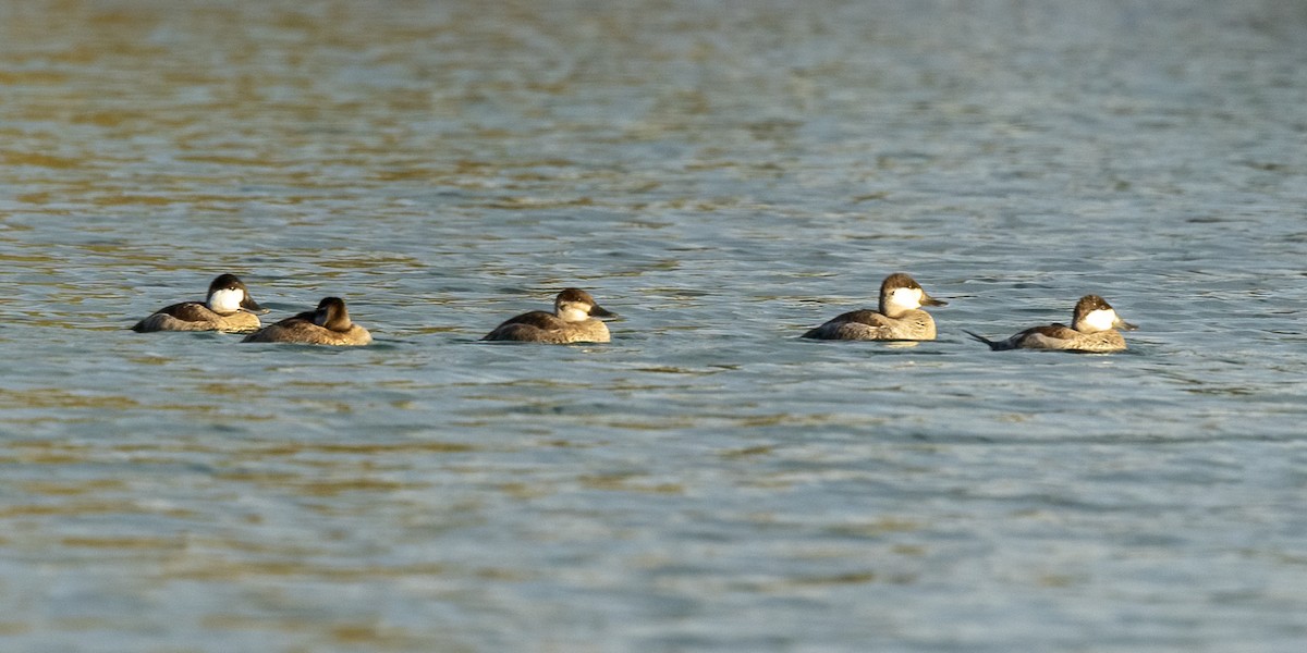 Ruddy Duck - ML625274929