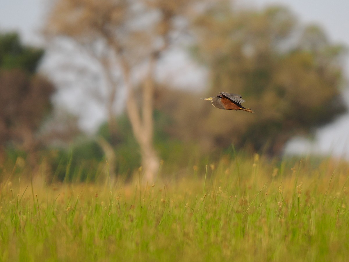 Rufous-bellied Heron - Darren Shirley