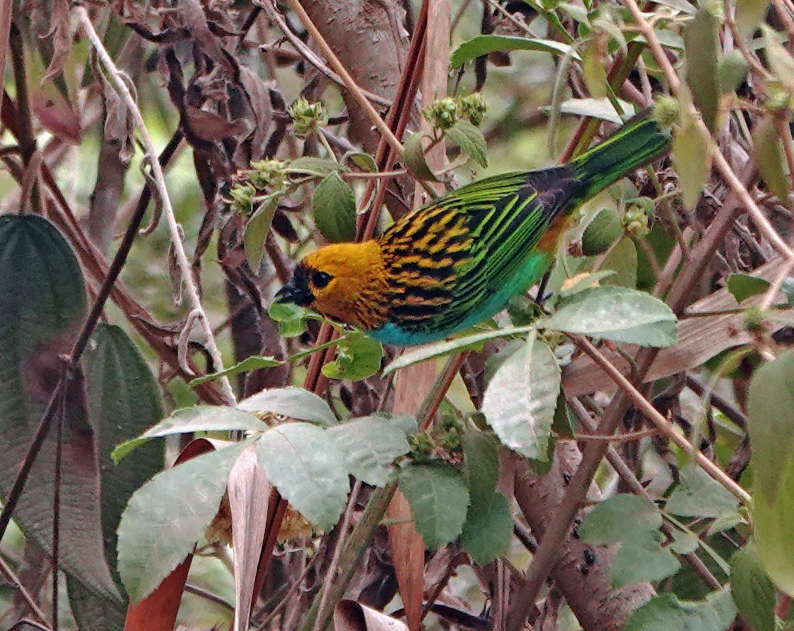 Gilt-edged Tanager - ML625275046