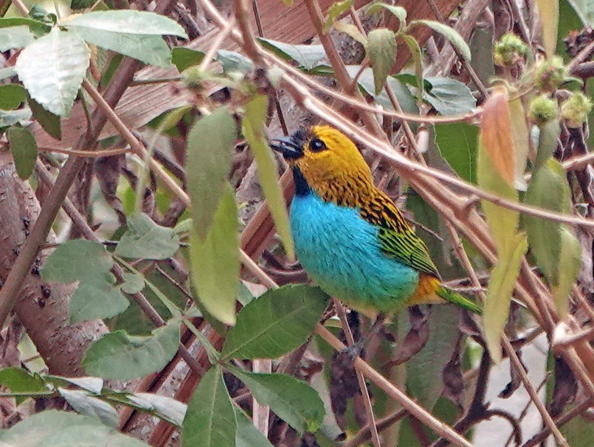 Gilt-edged Tanager - ML625275047