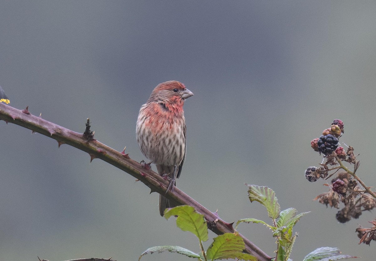 House Finch - ML625275188