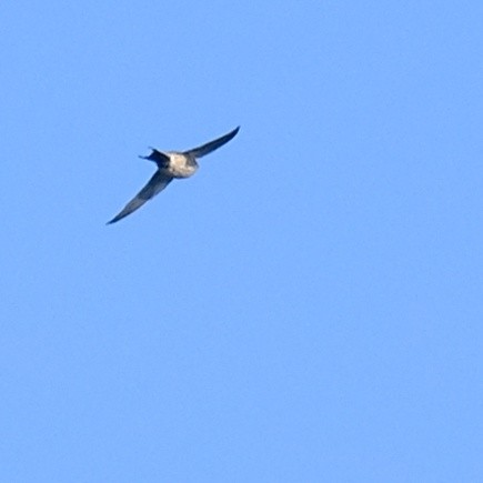 Golondrina Dáurica Oriental (grupo striolata) - ML625275335