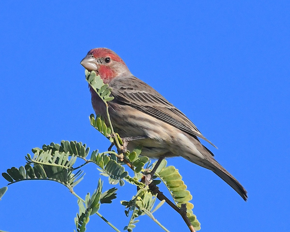 House Finch - ML625275346