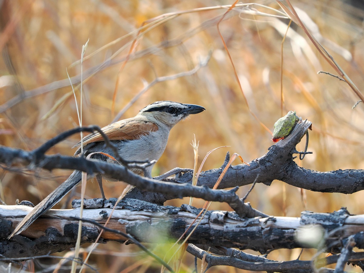 Black-crowned Tchagra - ML625275416