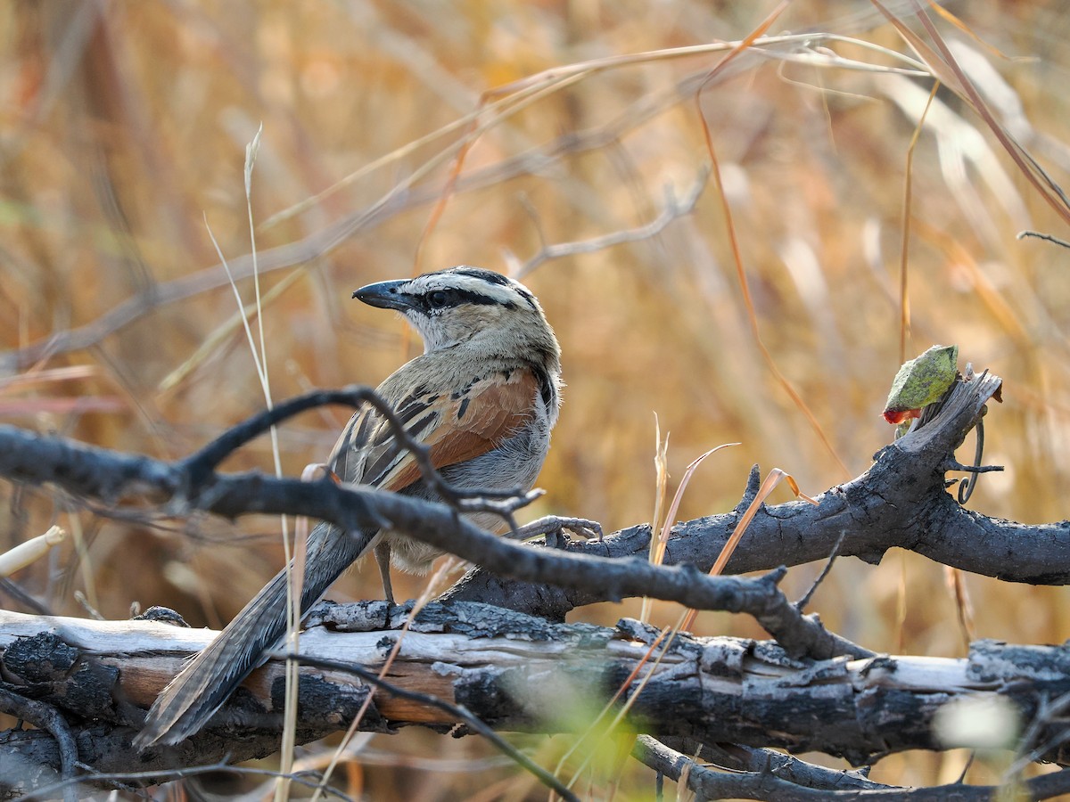 Black-crowned Tchagra - ML625275419