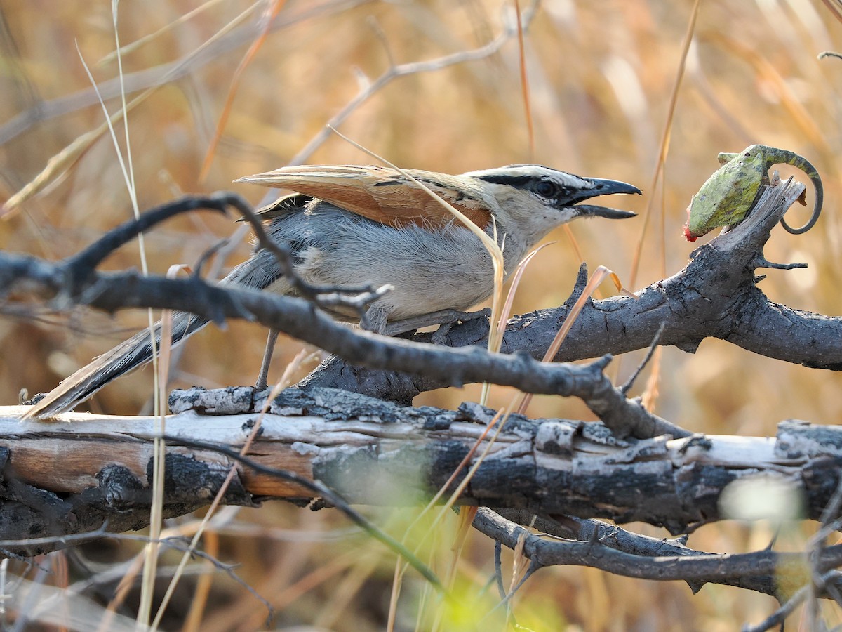 Black-crowned Tchagra - ML625275420