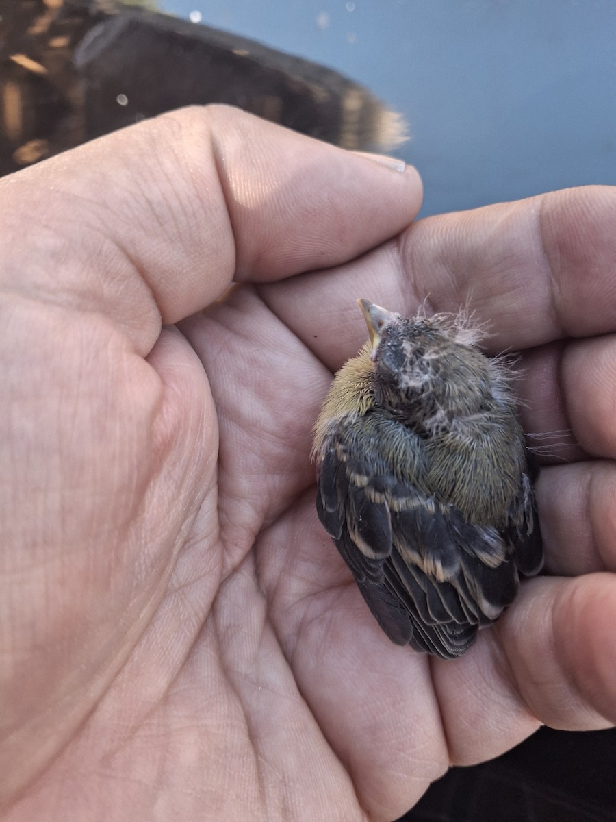 Lesser Goldfinch - ML625275477