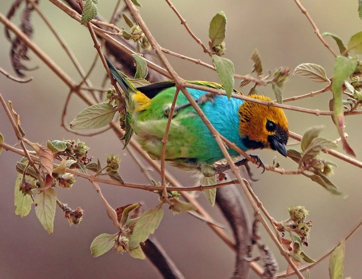 Gilt-edged Tanager - ML625275507